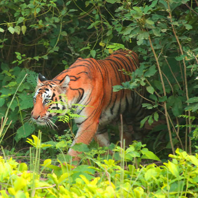 Corbett Safari Banner 3